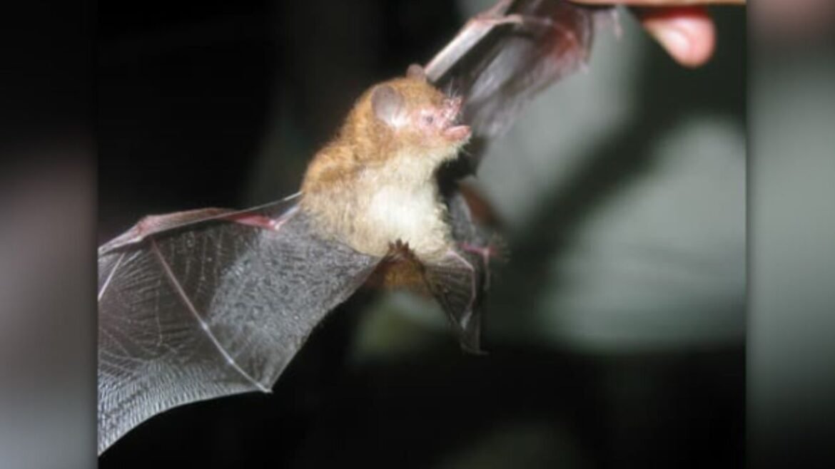 257-BAT-palawan-news.jpg