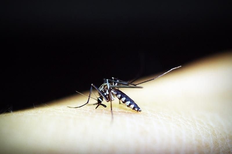 mosquito-dengue2020-09-0417-49-38_2024-05-20_09-45-57.jpg